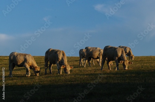Vaches charolaises soleil couchant