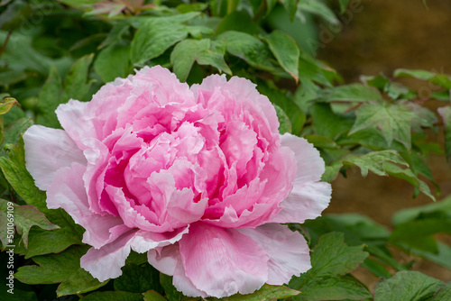 Fototapeta Naklejka Na Ścianę i Meble -  Beautiful and pretty peony flowers blooming in the garden.
