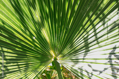 a background with palm leaves