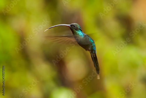 Green Hermit, Phaethornis guy, rare hummingbird from Costa Rica, green bird flying next to beautiful red flower with rain, action feeding scene in green tropical forest, animal in the nature habitat.