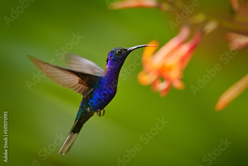 Blue hummingbird Violet Sabrewing flying next to beautiful flower. Tinny bird fly in jungle. Wildlife in tropic Costa Rica. Two bird sucking nectar from bloom in the forest. Bird behaviour.