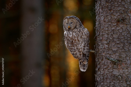 Ural Owl, Strix uralensis, sitting on tree branch, in green leaves oak forest, Wildlife scene from nature. Habitat with wild bird. Owl in the spruce tree forest habitat, Sumava NP,  Czech Republic. photo