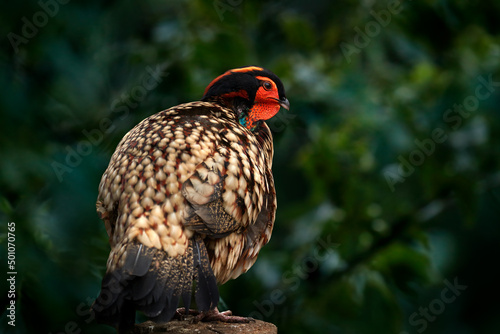 Cabot's tragopan, Tragopan caboti, pheasant from south-east China, big forest endemic bird in the nature habite. Wildlife China in Asia. Tragopan pheasant in the gree forest tree vegetation. photo