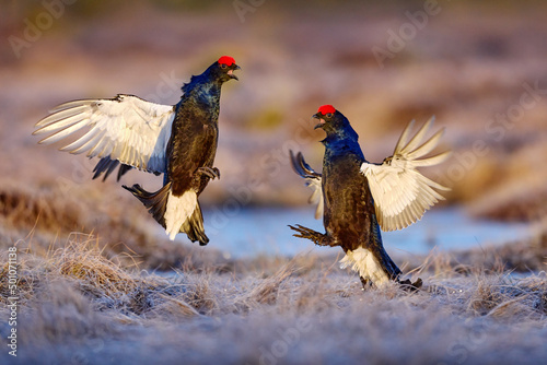 Fotografering Black grouse fly in cold morning
