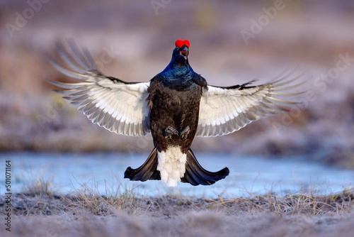 Fotografia Black grouse fly in cold morning