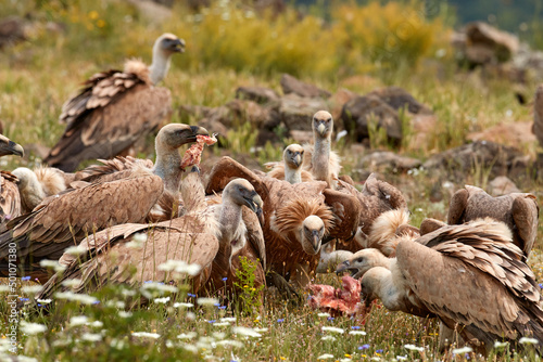 Griffon Vulture, Gyps fulvus, big bird on rocky mountain, habitat, Madzarovo, Bulgaria, Eastern Rhodopes. Wildlife Balkan. Animal behavior. Dinner party, carcass food with vultrure fight in nature.