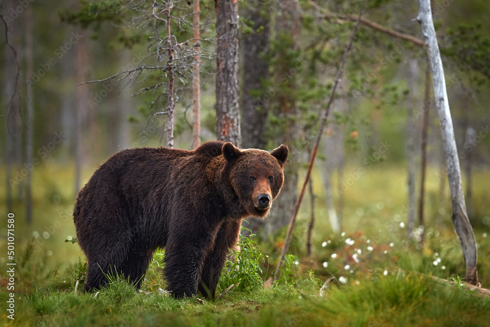Summer wildlife. Bear standing,  sit up on its hind legs, somerr forest with cotton grass.  Dangerous animal in nature forest and meadow habitat. Wildlife scene from Finland near Russian border.