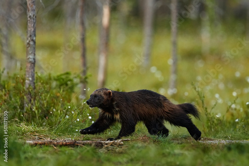 Russia wildlife. Wolverine running with catch in taiga. Wildlife scene from nature. Rare animal from north of Europe. Wild wolverine in summer grass. Wildlife Europe.