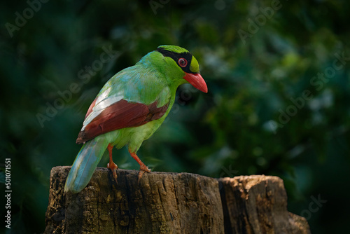 Javan green magpie, Cissa thalassina, passerine bird crow family, Corvidae. Critically endangered species is endemic to montane forests in Java island in Indonesia. Green magpie, nature habitat. photo