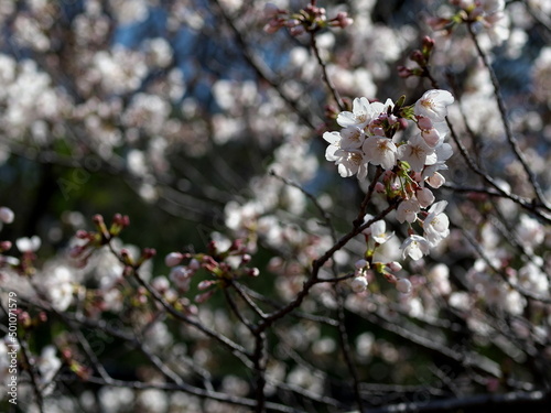 光を浴びる白い桜のアップ  © 一郎 津守