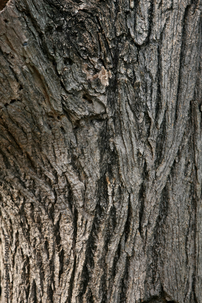 Wooden Bark in the garden , Close up Texture Wooden Bark in the garden , Close up Texture