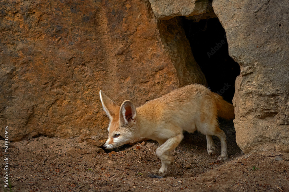 Fennec fox, Vulpes zerda, small crepuscular fox native to the deserts of North Africa.