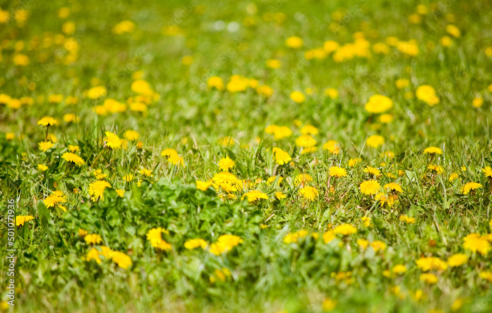 Fototapeta premium Yellow dandelions in the meadow. Selective focus.