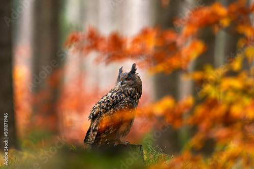 Wildlife in autumn. Eurasian Eagle Owl, Bubo Bubo, sitting on the tree stump block, wildlife photo in the forest with orange autumn colours, Slovakia. Bird in the forest, wildlife nature.