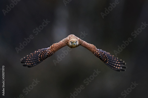 Czech wildlife. Kestrel flight on the tree branch with fungi. Falco tinnunculus, little bird of prey in the nature habitat, Czech Republic. Wildlife scene from nature. Bird fly. photo