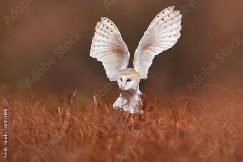 Owl landing fly with open wings. Barn Owl, Tyto alba, flight above red grass in the morning. Wildlife bird scene from nature. Cold morning sunrise, animal in the habitat. Bird in the forestm France