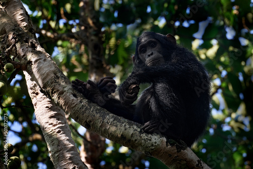 Chimpanzee, Pan troglodytes, on the tree in Kibale National Park in Uganda, dark forest. Black monkey in the nature habitat, Uganda in Africa. Chimpanzee in habitat, wildlife nature. Monkey primate.