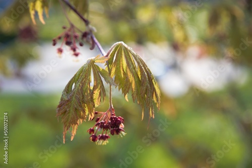 maple leaves in summer sun photo