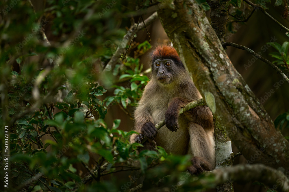Obraz premium Ugandan red colobus, Piliocolobus tephrosceles, rufous head grey monkey sitting on tree trunk in tropic forest. Red colobus in vegetation habitat, Kibale Forest NP in Uganda, Africa. Wildlife nature.