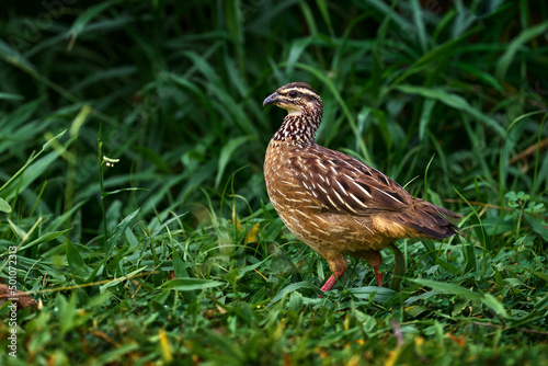 Crested Francolin, Dendroperdix sephaena, bird in the nature habitat, Murchinson Fall NP, Uganda in Africa. Evening light with bird sitting on the tree trunk.