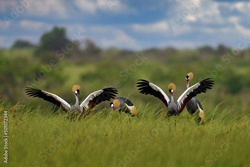 Bird dance, Crane love. Grey crowned crane, bird love, Balearica regulorum, with sky background. Bird head with gold crest in sunny day, Africa, Murchison NP, Uganda. Big bird fly in the nature. © ondrejprosicky