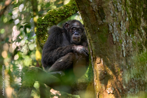 Chimpanzee, Pan troglodytes, on the tree in Kibale National Park, Uganda, dark forest. Black monkey in the nature, Uganda in Africa. Chimpanzee in habitat, wildlife nature. Monkey primate resting. © ondrejprosicky