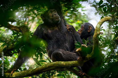 Tableau sur toile Chimpanzee, Pan troglodytes, on the tree in Kibale National Park, Uganda, dark forest