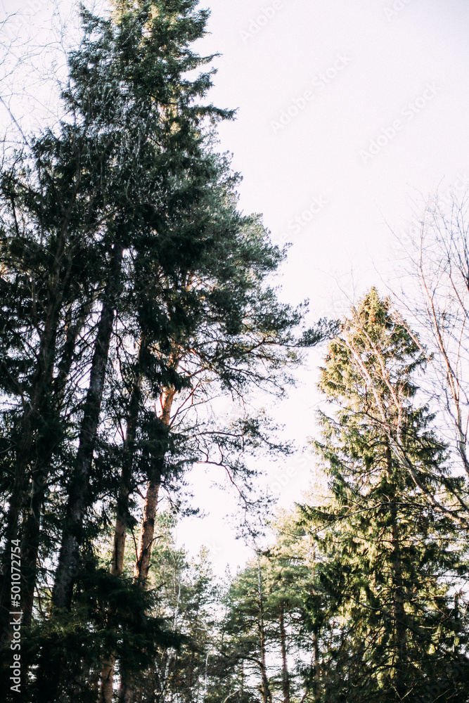 Obraz premium Coniferous forest trees, bottom view. Abstract sky background and branches of firs and firs