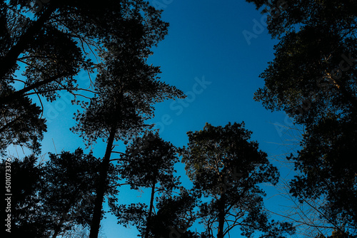 Coniferous forest trees, bottom view. Abstract sky background and branches of firs and firs