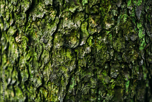 Close-up of the texture of moss and mold on the surface of a tree, macro photography of the microcosm of plants. Beautiful soft focus is behind.