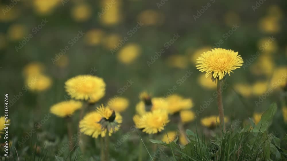 Yellow flowers on green grass. Dandelions growing in the field. Dandelion as a medicine. cosmetic additive. Dandelion contains many beneficial substances beneficial to the health of the body and skin. Yellow flowers on green grass. Dandelions growing in the field. Dandelion as a medicine. cosmetic additive. Dandelion contains many beneficial substances beneficial to the health of the body and skin.