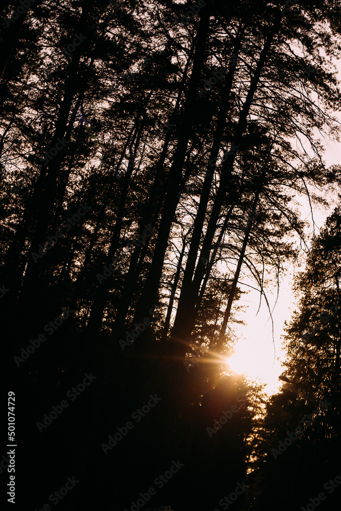 beautiful forest landscape, forest in spring beautiful forest landscape, forest in spring
