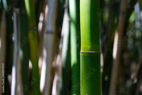 Fototapeta Naklejka Na Ścianę i Meble -  Bamboo forest in the morning. (Selective focus) Stunning view of a defocused bamboo forest during a sunny day. Bambusoideae grass. 