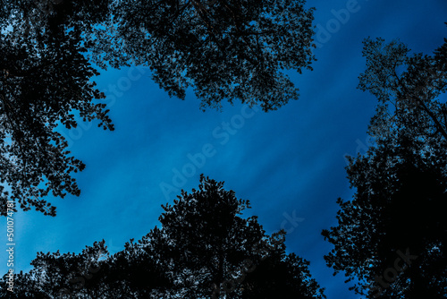 Coniferous forest trees, bottom view. Abstract sky background and branches of firs and firs