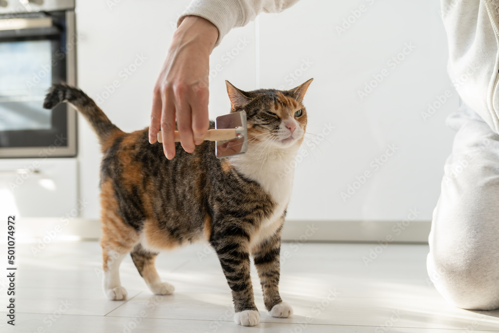 Closeup of woman combing fur cat with brush on the floor. Female taking care of pet removing hair at home. Cat lovers, grooming, combing wool, hygiene concept. 
