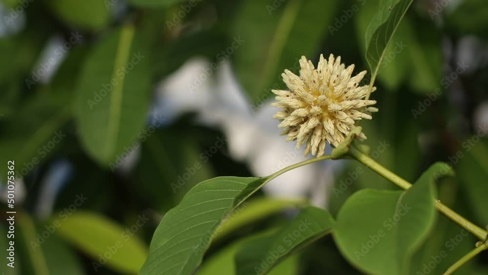 Mitragyna speciosa flower on the mitragyna speciosa tree