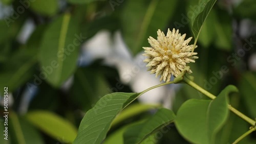Mitragyna speciosa flower on the mitragyna speciosa tree
