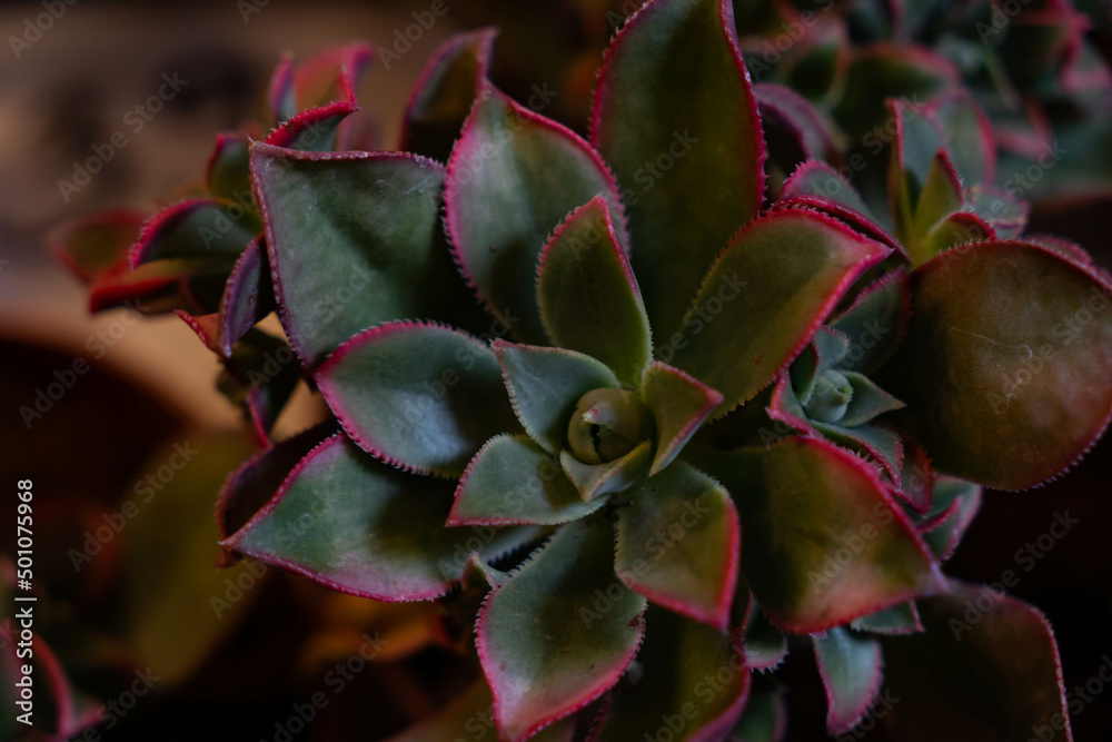 Succulent echeveria agavoides. Natural background with succulent plant with pink edges. Selective focus.  