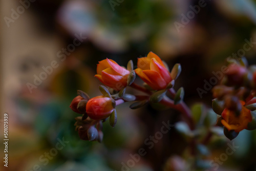 Close up of pink echeveria succulent flowers. Vibrant orange and pink flowers on a blurry background. 