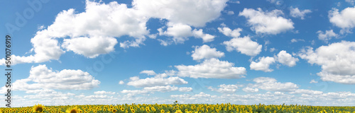 background of blue and azure sky, yellow sunflowers on the horizon