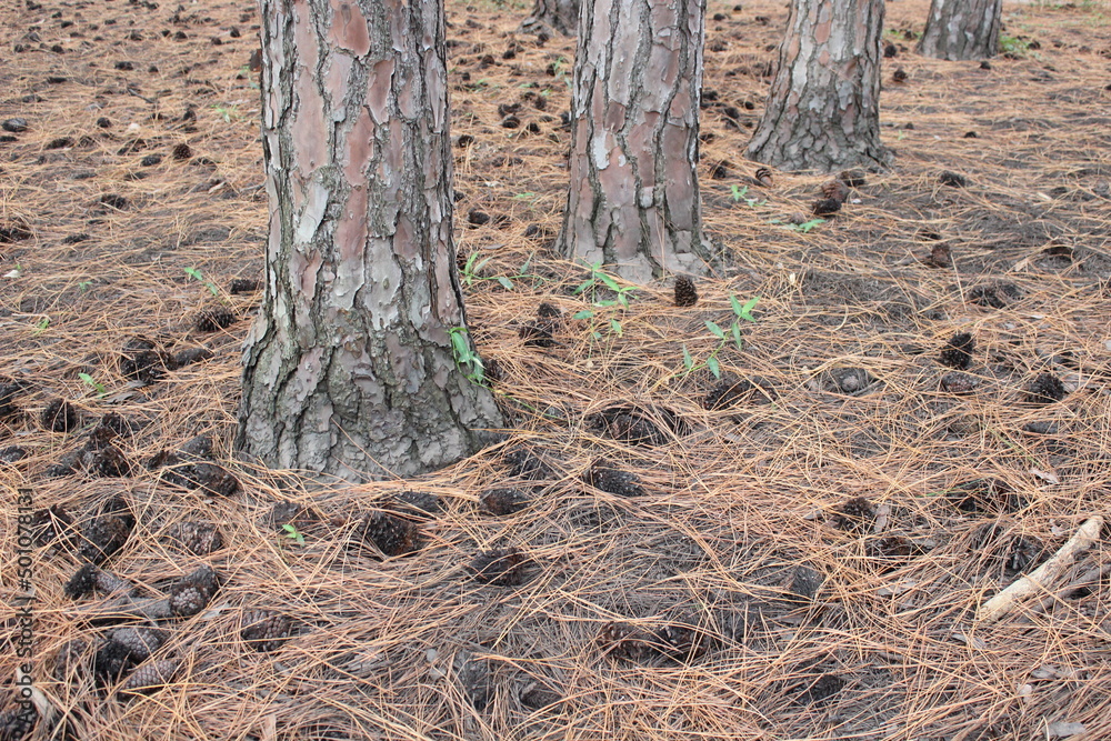 Close up of the base of a number of pine trees on a plantation, Gold Coast, Australia