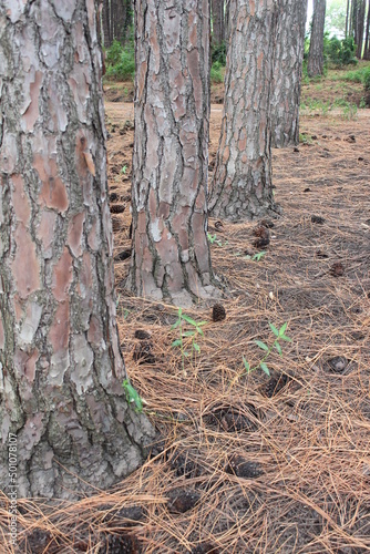 Close up of a row of tree in a pine tree plantation, Gold Coast, Queensland, Australia