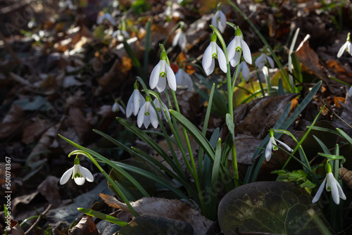 Early spring snowdrops, Galanthus nivalis, selective focus and diffused background