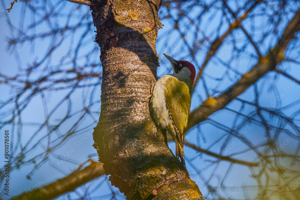 a green woodpecker (Picus Viridis) perched high on the side of a tree a green woodpecker (Picus Viridis) perched high on the side of a tree