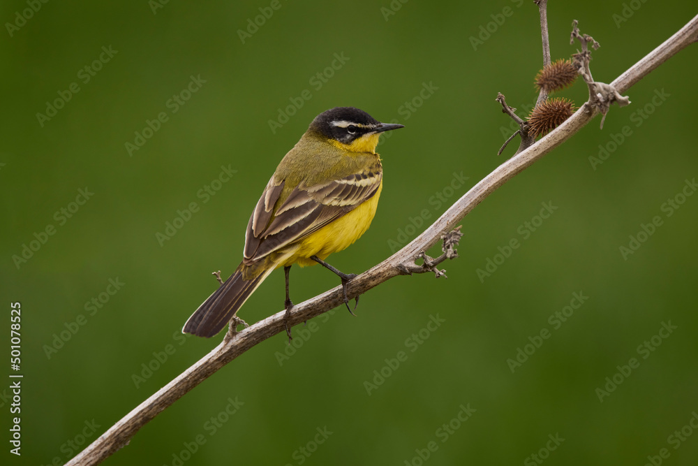Bird - Yellow Wagtail (Motacilla flava) male, spring time Bird - Yellow Wagtail (Motacilla flava) male, spring time