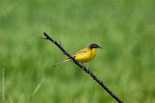 Bird - Yellow Wagtail (Motacilla flava) male, spring time