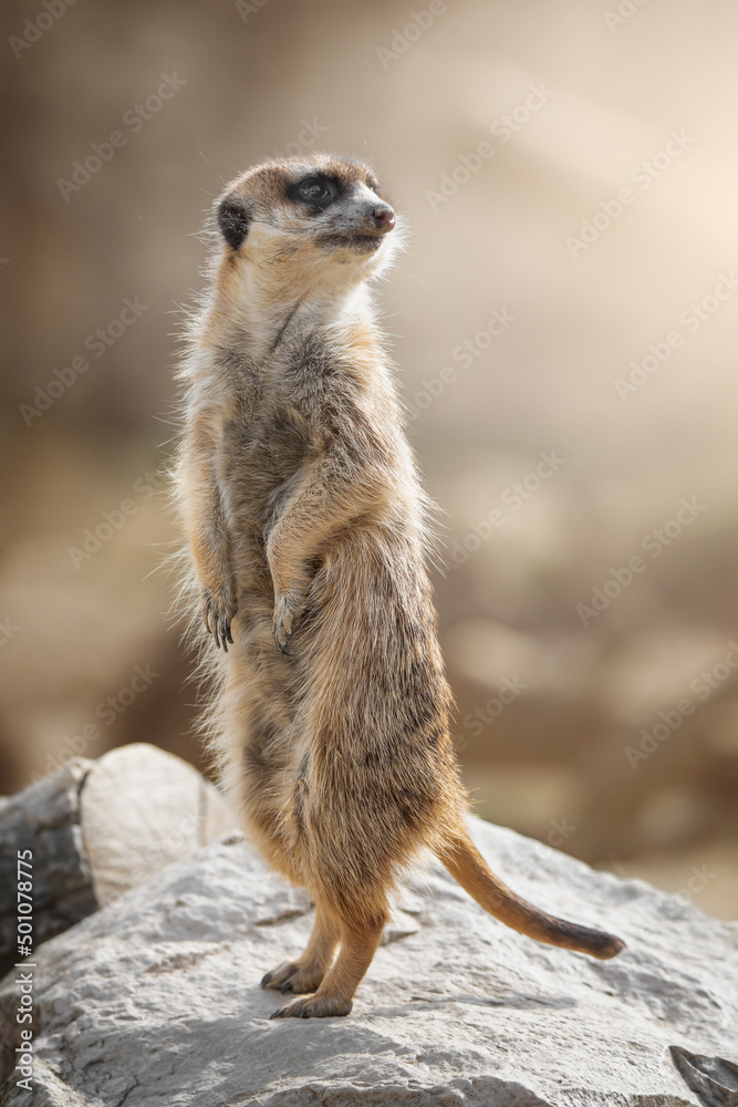meerkat on the lookout