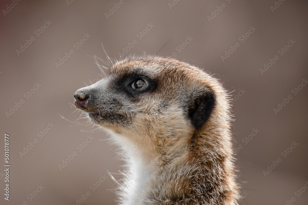 meerkat on the lookout meerkat on the lookout