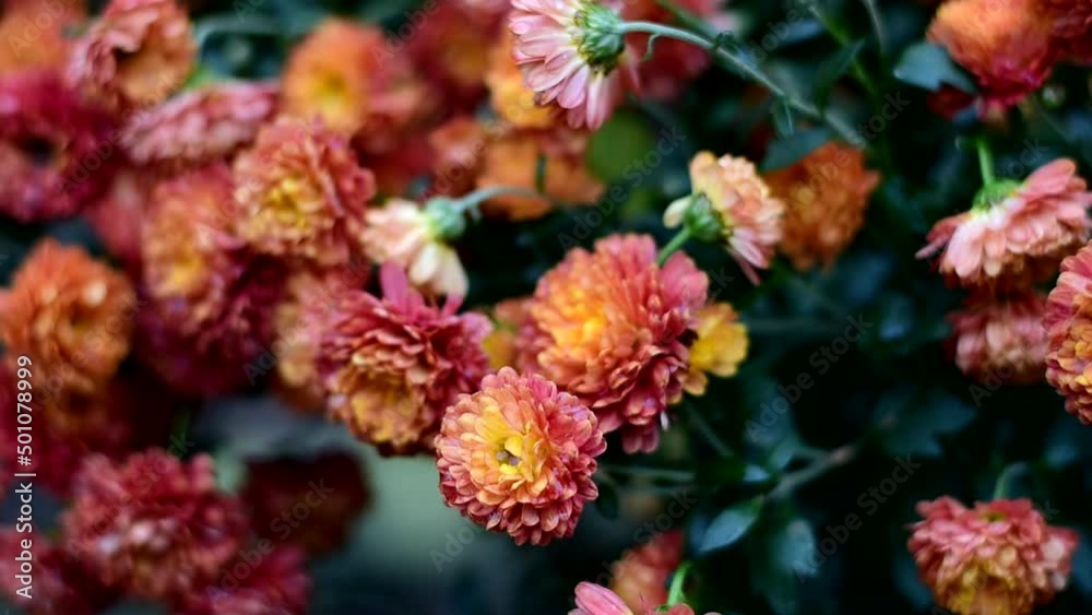 Autumn marigolds bloom and sway in the wind. Autumn marigolds bloom and sway in the wind.