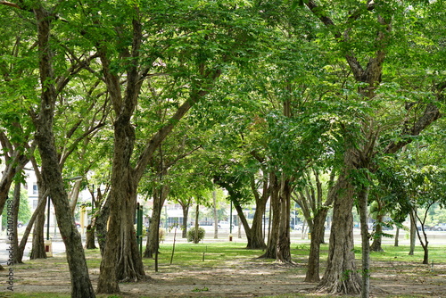 Big trees provide shade in the park.